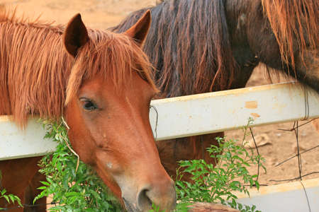 horse in the farm