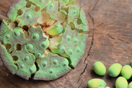 seed lotusの写真素材