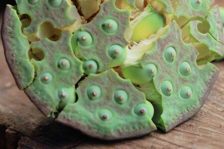 seed lotusの写真素材