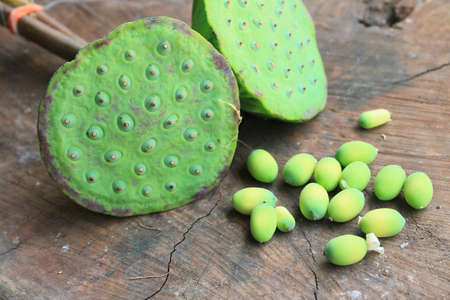 seed lotusの写真素材