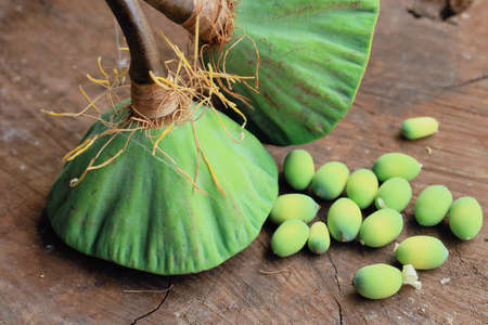 seed lotusの写真素材