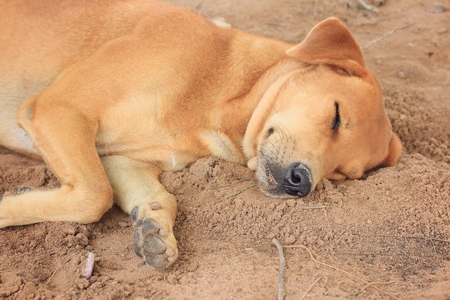 dog sleepingの写真素材