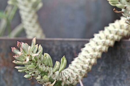 cactusの写真素材