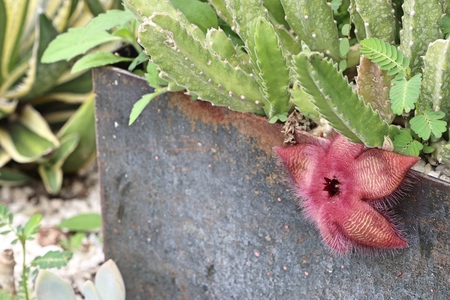 cactusの写真素材