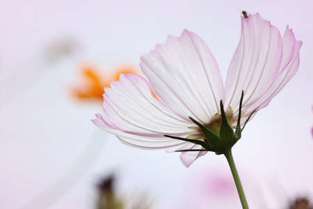 Cosmos flower beautiful fieldの写真素材