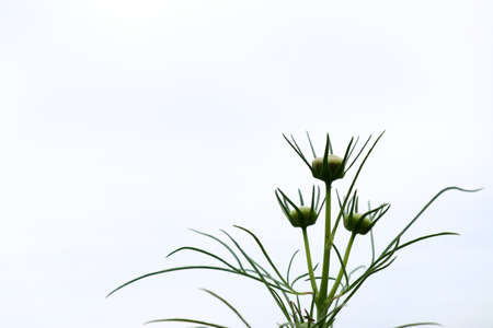 Cosmos flower beautiful fieldの写真素材