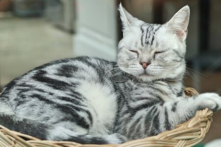 Sleeping catの写真素材