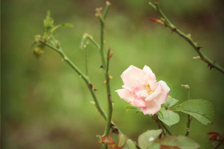 pink roseの写真素材