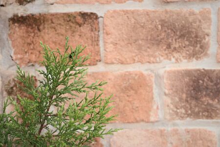 green fernの写真素材