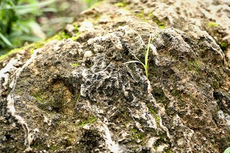 Moss on the stone floor