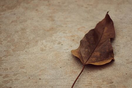 Dry leaves on cement floorの写真素材