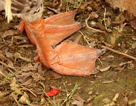 Goose feetの写真素材
