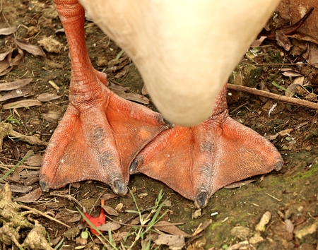 Goose feetの写真素材