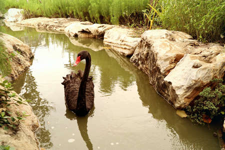 black swan in lakeの写真素材