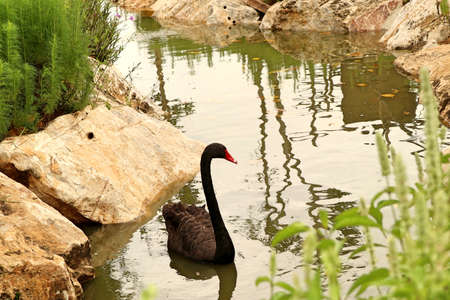 black swan in lakeの写真素材