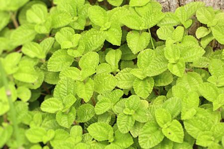 Japanese mint