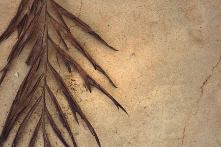 Dry leaves on cement floorの写真素材