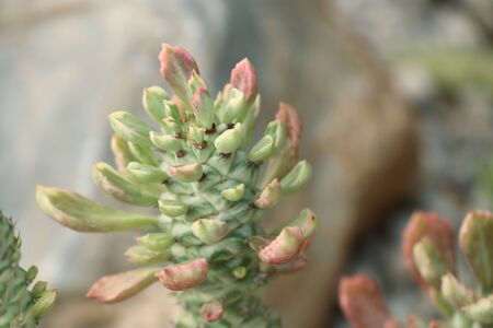 Cactus on white stoneの写真素材