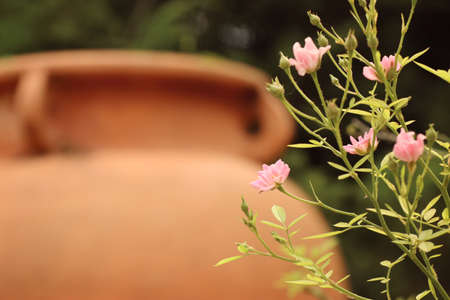 pink rosesの写真素材