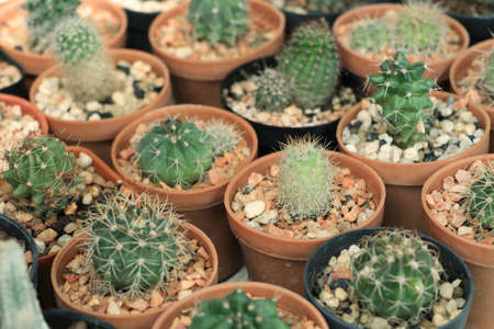 cactusの写真素材