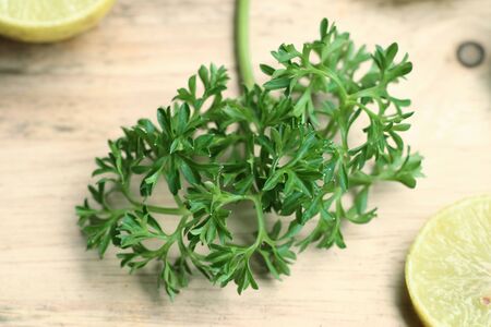 Fresh leaf of parsleyの写真素材