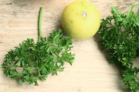 Fresh leaf of parsleyの写真素材