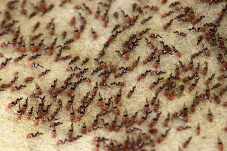 Insect antの写真素材