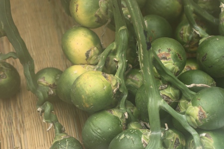 betel nut