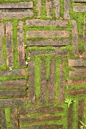 Green moss brick background
