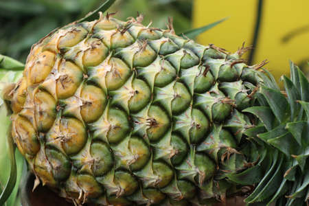 pineapple on market streetの写真素材