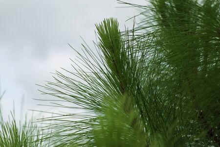 pine leaves