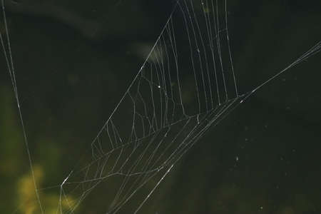 spider web