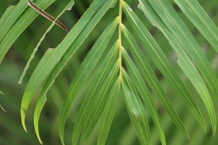 Palm leaves
