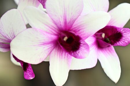 Orchidの写真素材