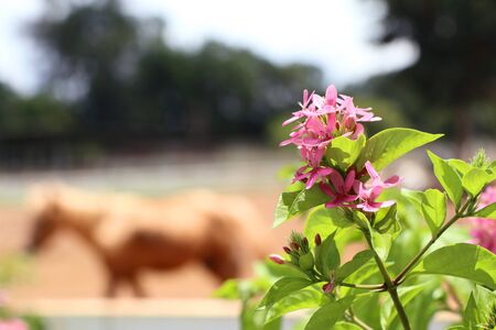 pink flowersの写真素材