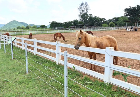 horse in the farmの写真素材
