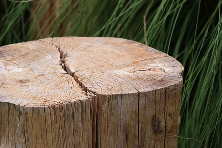 Timberの写真素材