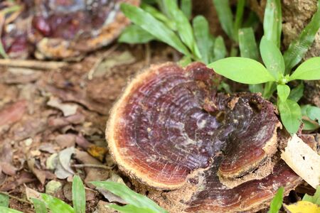 Ganoderma Lucidum - Ling Zhi Mushroom