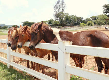 horse in the farmの写真素材