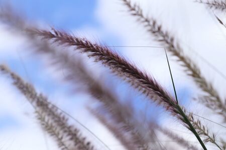 grass flowers