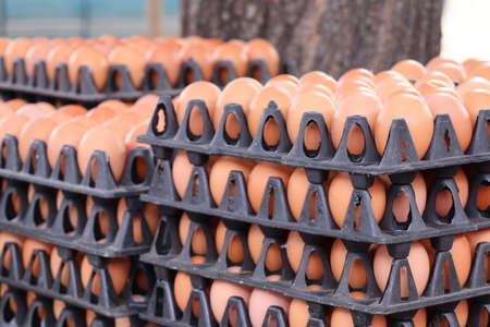 Eggs at the marketの写真素材