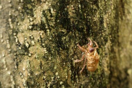 Cucumber moulting on the treeの写真素材