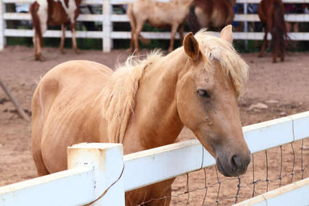 horse in the farmの写真素材