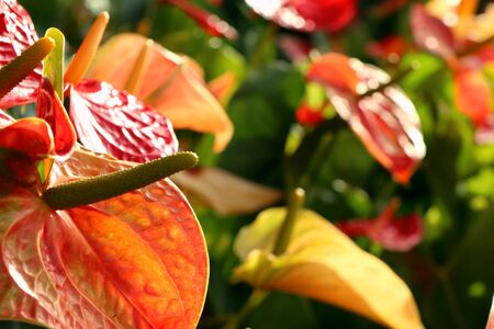 Flamingo Flower