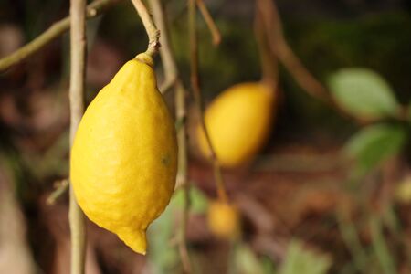 lemons treeの写真素材