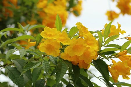 yellow flower