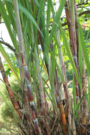 sugarcane plant