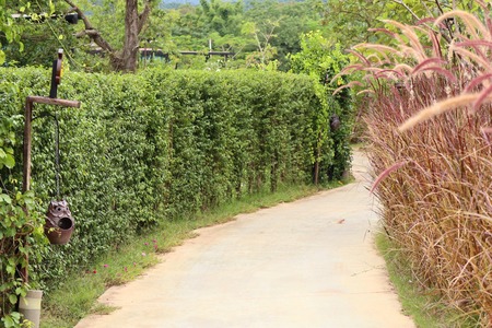 The walking in the park