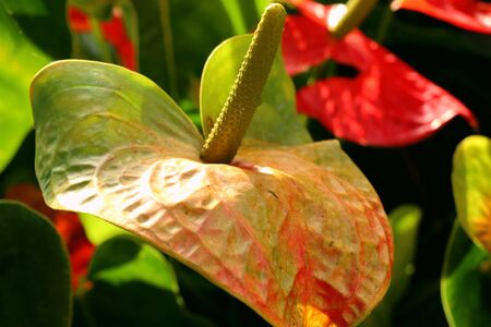 Flamingo Flowerの写真素材