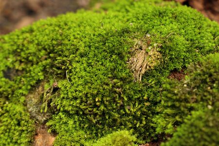 Green mossの写真素材